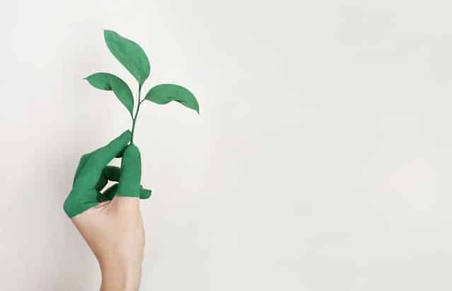 En grøn hånd holder en grøn plante